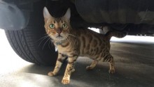 cat