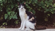 cat