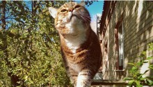 cat