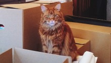 cat