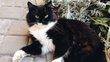 cat