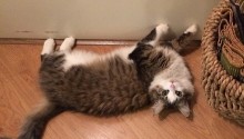 cat
