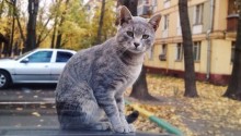 cat