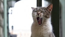 cat