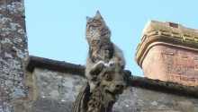 cat