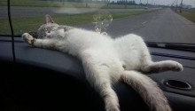 cat