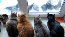 cat