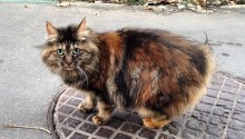 cat
