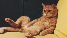 cat
