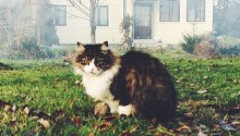 cat
