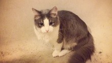 cat