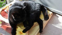 cat