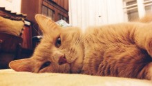 cat