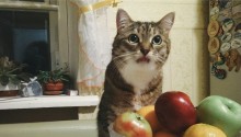cat