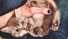 cat