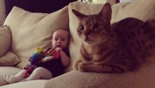 cat