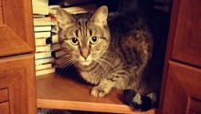 cat