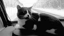 cat
