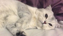 cat