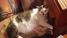 cat