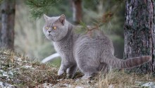 cat