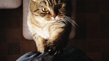 cat