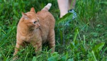 cat