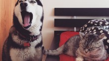 cat