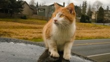 cat
