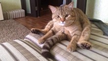 cat