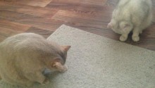 cat