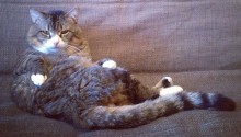 cat