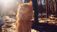 cat