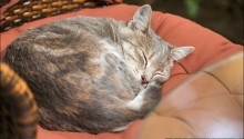 cat