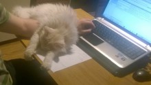 cat
