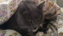 cat