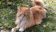 cat