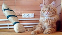 cat