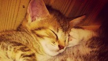 cat