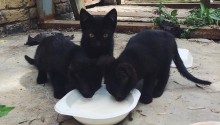 cat