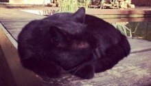 cat