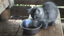 cat