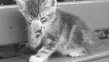 cat