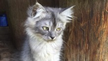 cat