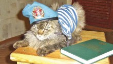 cat