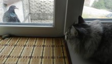 cat