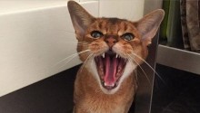 cat