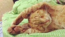 cat
