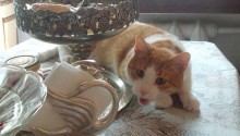cat