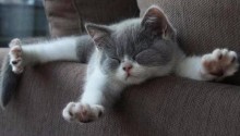 cat
